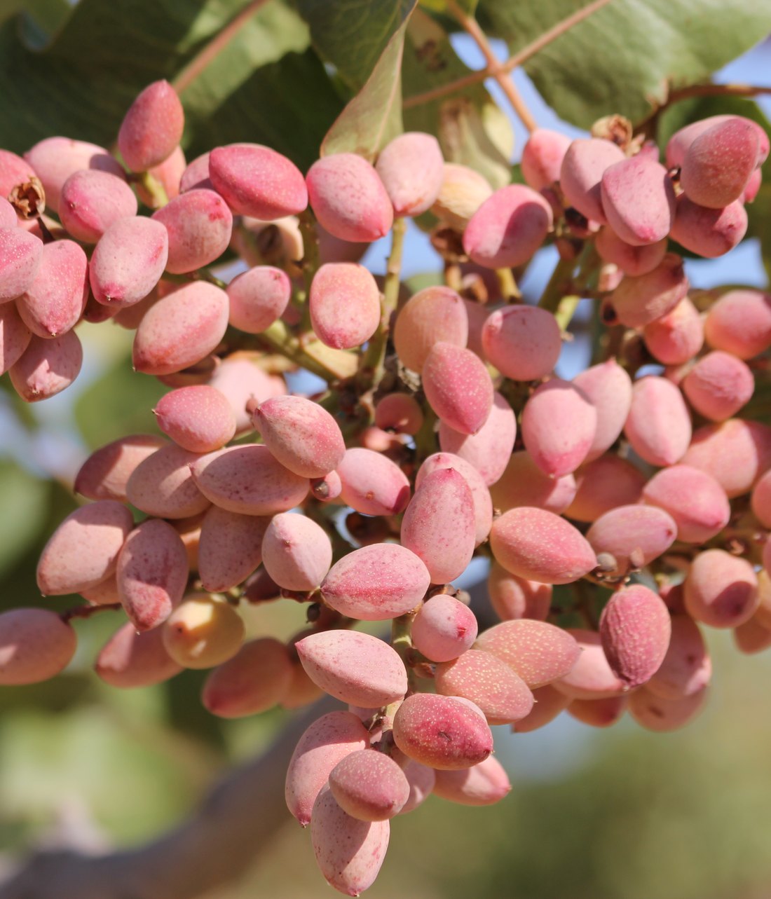 Pistacho ecológico en el árbol en La Mancha